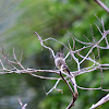 Contopus cinereus