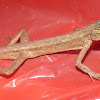 Changeable Lizard