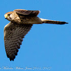 Kestrel