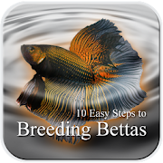 10 Easy Steps to Breed Bettas  Icon