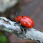 Reddish Potato Beetle