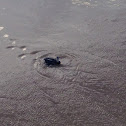 Kemps Ridley sea turtle