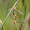 Green-eyed Crane Fly