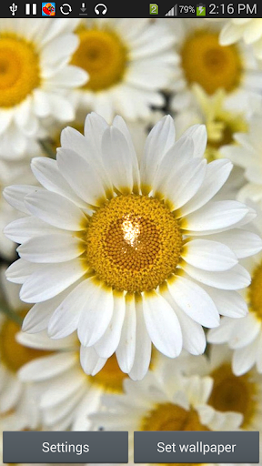 S6 Daisy Flower LiveWallpaper