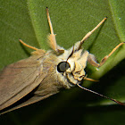 brown awl, narrow-winged awl