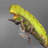 4 O'clock Moth or Looper caterpillar