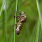 Pine spittlebug