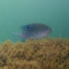 Bluespotted damselffish
