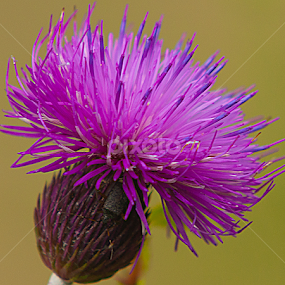 nepoznati by Darko Kireta - Flowers Flowers in the Wild