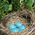 American Robin eggs