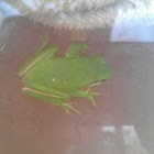 American Green tree frog