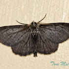 melanistic Common Gray Moth