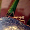 Chinese mantis nymph