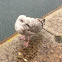 Herring gull juvenile