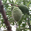 Almond Tree (Amygdalus dulcis)