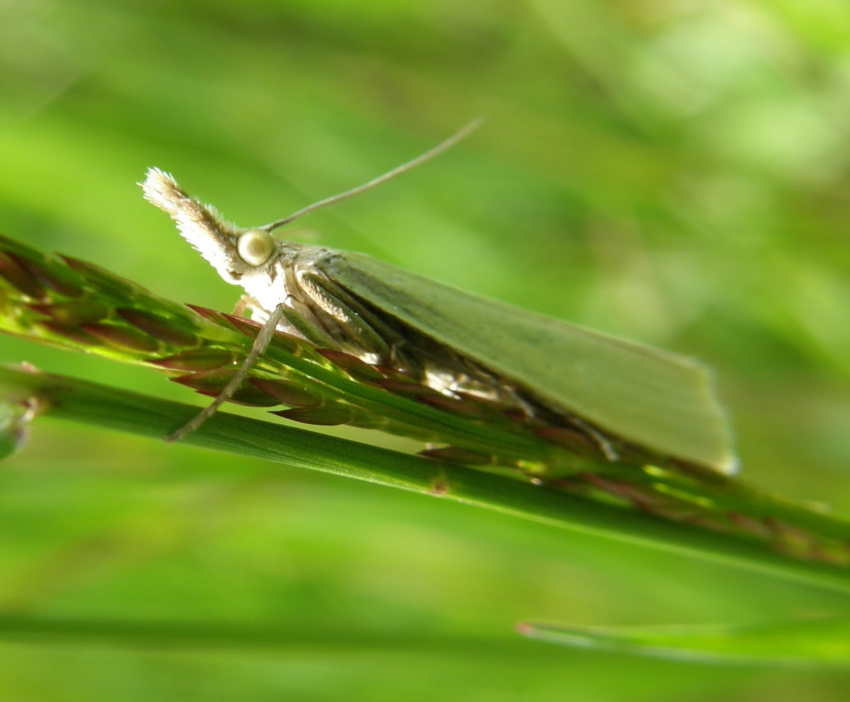 Garden Grass-veneer moth