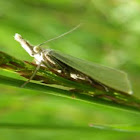 Garden Grass-veneer moth