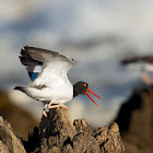 One-footed American Pied Oystercatcher