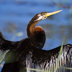 Australian Darter