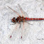 Red Rock Skimmer