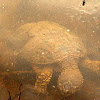 Common Snapping Turtle; Western Painted Turtle