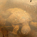 Common Snapping Turtle; Western Painted Turtle