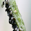 Cabbage Aphid