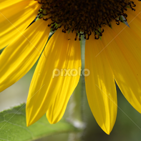 Half Pedals by Joel Ortiz - Flowers Single Flower