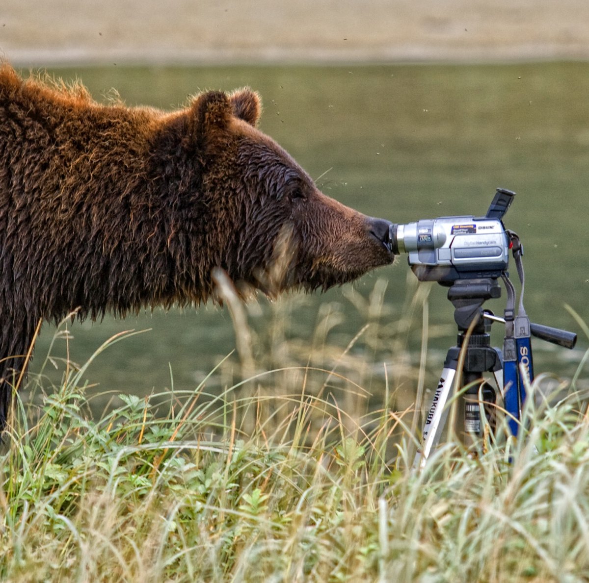 Alaskan brown bear