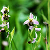 Orquídea