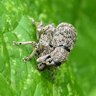 Weevil