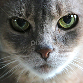 Abyssinian Blue by Sydney Rohmann - Animals - Cats Portraits