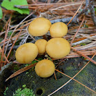 Little orange mushrooms