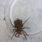 Wolf spider