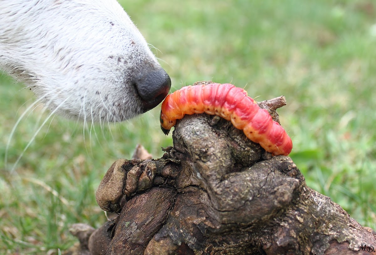 Goat Moth Caterpillar