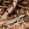 Gray Checkered Whiptail  