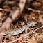 Gray Checkered Whiptail  