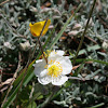 White rock-rose