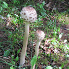 Parasol Mushroom