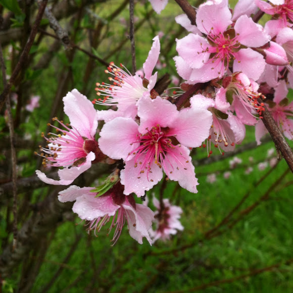 bitter almond tree Project Noah