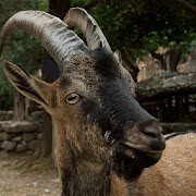 Cretan Mantinades