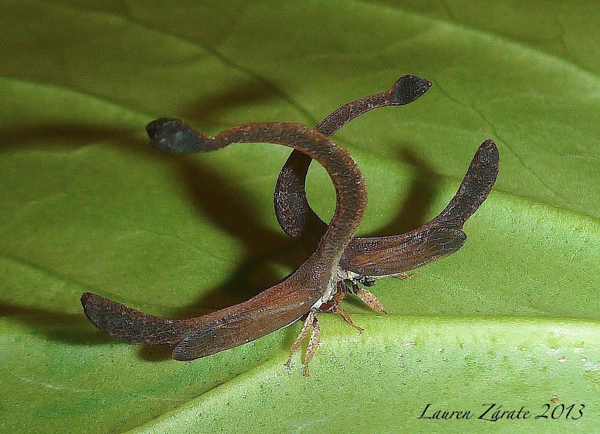 Horseshoe Treehopper Waltz