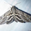 Hermit Sphinx Moth
