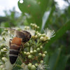 The giant honey bee