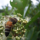 The giant honey bee