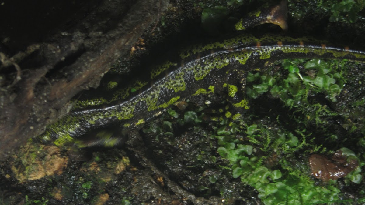 Triturus marmoratus/ Limpafontes verde