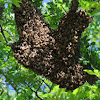 Honey Bee swarm