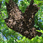 Honey Bee swarm
