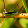Meadow katydid