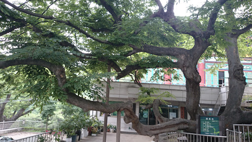 봉원사 보호수 느티나무